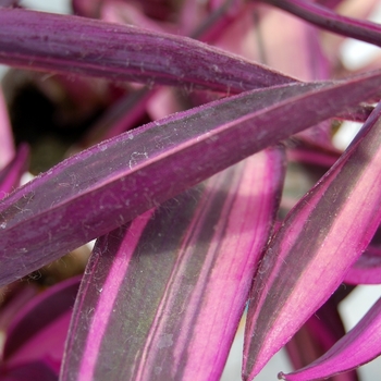 Setcreasea 'Pink Stripes™' (071731)