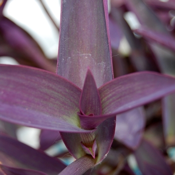 Setcreasea pallida 'Purple Heart' (071734)