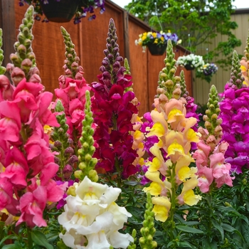 Antirrhinum majus Solstice 'Mix' (071737)