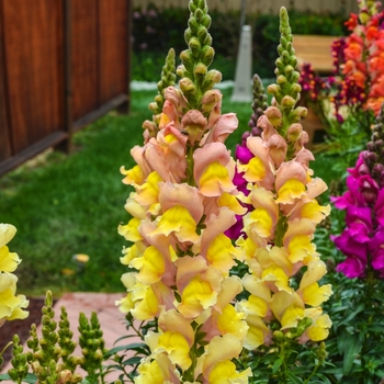 Antirrhinum majus Solstice 'Mix' (071739)