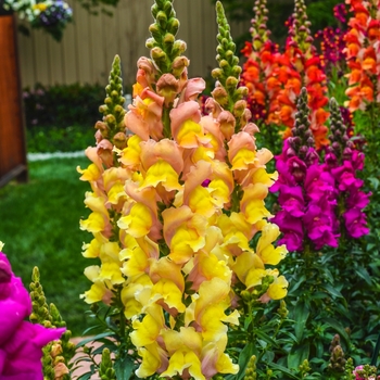 Antirrhinum majus Solstice 'Mix' (071740)