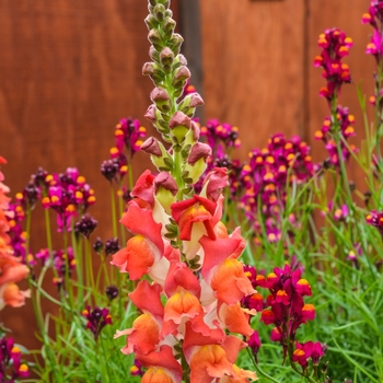 Antirrhinum majus Solstice 'Orange Tricolor' (071742)