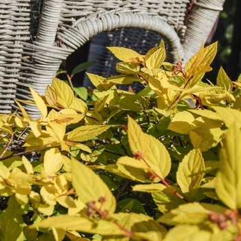 Spiraea x bumalda 'Limemound®' (071747)