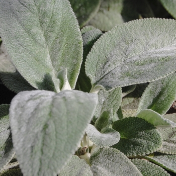 Stachys byzantina 'Helene von Stein' (071750)