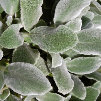 Stachys byzantina 'Silver Carpet' (071751)