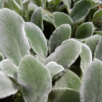 Stachys byzantina 'Silver Carpet' (071752)