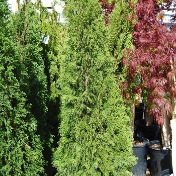 Thuja occidentalis 'Emerald' (071838)