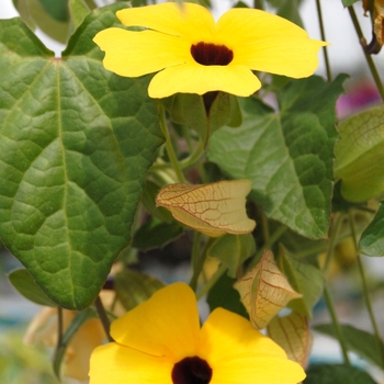 Thunbergia alata 'Charles Star' (071839)