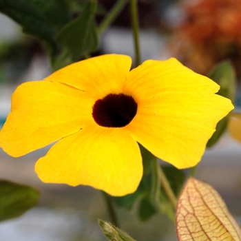 Thunbergia alata 'Charles Star' (071841)