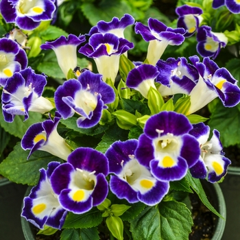 Torenia fournieri Duchess™ 'Blue & White' (071852)