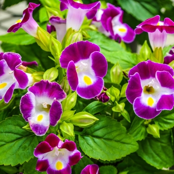 Torenia fournieri 'Kauai Magenta' (071856)