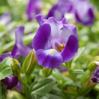 Torenia fournieri 'Lovely Blue' (071860)