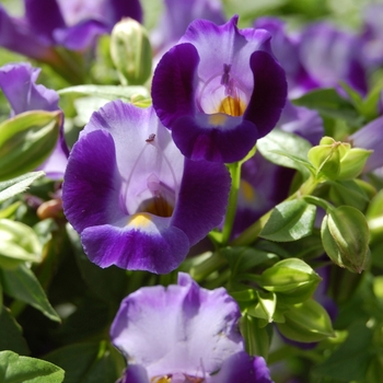 Torenia fournieri 'Lovely Blue' (071861)