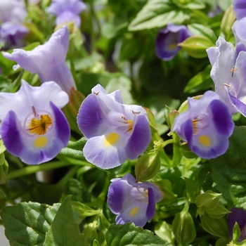 Torenia fournieri 'Lovely Light Blue' (071864)