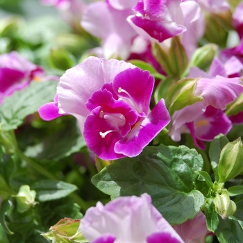 Torenia fournieri 'Lovely Pink' (071867)