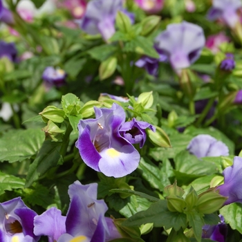 Torenia fournieri 'Lovely Purple' (071882)