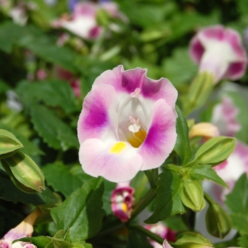 Torenia fournieri 'Lovely Rosy Creek' (071885)