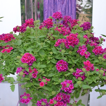 Verbena 'Estrella Dark Purple' (071892)