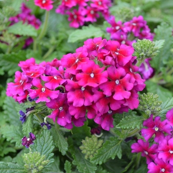 Verbena 'Estrella Dark Purple' (071893)