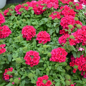 Verbena 'Estrella Merlot' (071894)