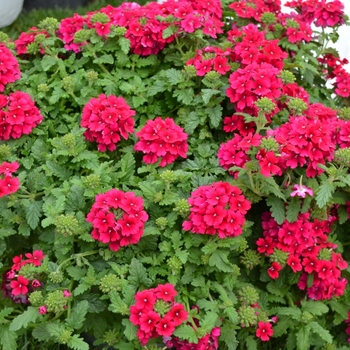 Verbena 'Estrella Merlot' (071895)