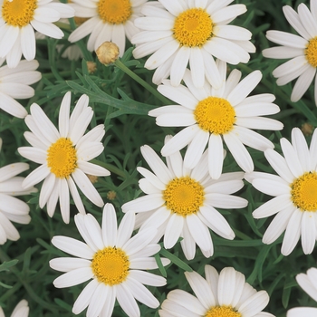 Argyranthemum frutescens Molimba® 'Helio White' (072393)