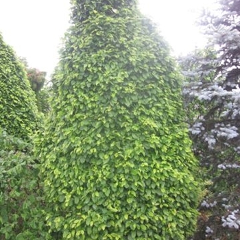 Carpinus betulus 'Monument' 