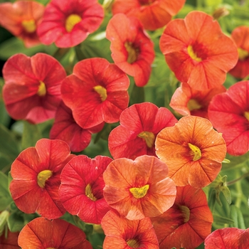 Calibrachoa Superbells® 'Dreamsicle®' (072518)