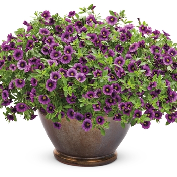 Calibrachoa Superbells® 'Grape Punch™' (072526)