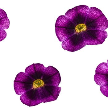 Calibrachoa Superbells® 'Grape Punch™' (072527)