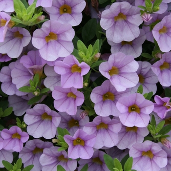 Calibrachoa Superbells® 'Miss Lilac' (072528)