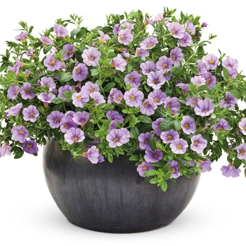 Calibrachoa Superbells® 'Miss Lilac' (072529)