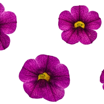 Calibrachoa Superbells® 'Plum' (072534)