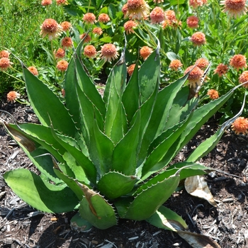 Agave salmiana var. ferox '' (072699)