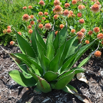 Agave salmiana var. ferox '' (072700)