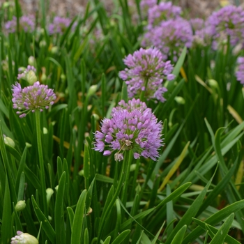 Allium 'Millenium' (072710)