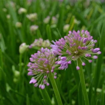 Allium 'Millenium' (072712)