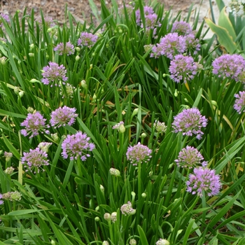 Allium 'Millenium' (072713)