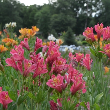 Alstroemeria 'Patricia Lynn' (072737)