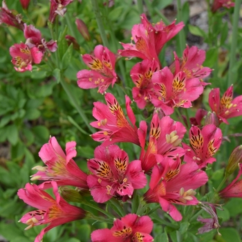 Alstroemeria 'Patricia Lynn' (072738)