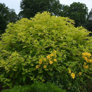 Phytolacca americana 'Sunny Side Up' (072742)