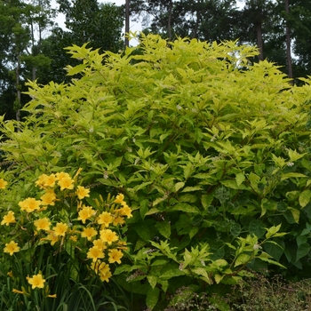 Phytolacca americana 'Sunny Side Up' (072743)