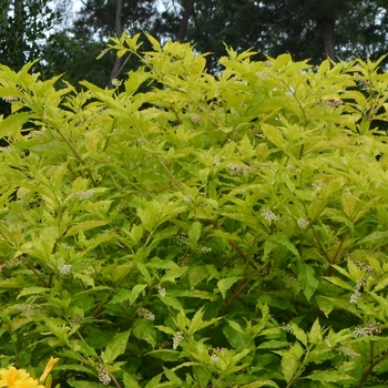 Phytolacca americana 'Sunny Side Up' (072744)