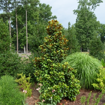 Magnolia grandiflora 'Teddy Bear®' (072745)