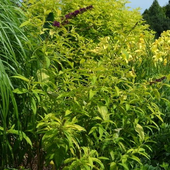 Buddleia davidii 'Evil Ways' (072762)