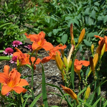 Hemerocallis 'Alabama Jubilee' (072767)