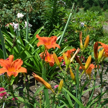 Hemerocallis 'Alabama Jubilee' (072769)