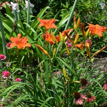 Hemerocallis 'Alabama Jubilee' (072770)