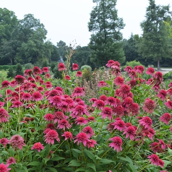 Echinacea purpurea 'Raspberry Truffle' (072772)