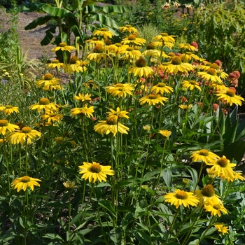 Echinacea Prairie Pillars™ 'Leilani' (072774)